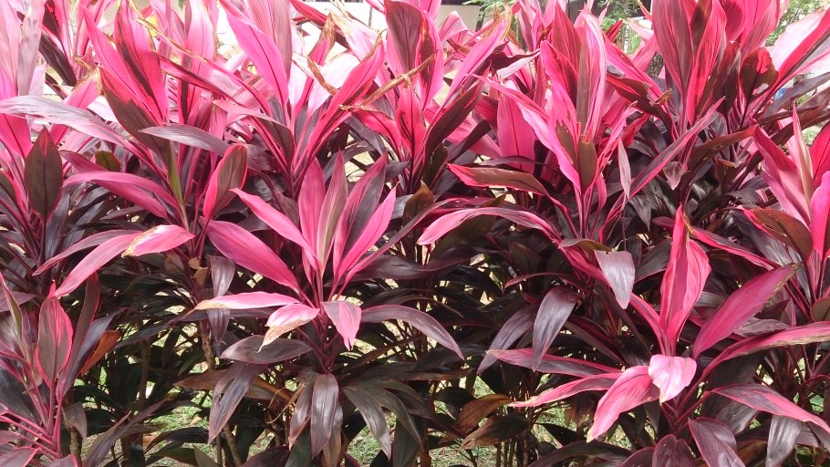 Cordyline fruticosa
