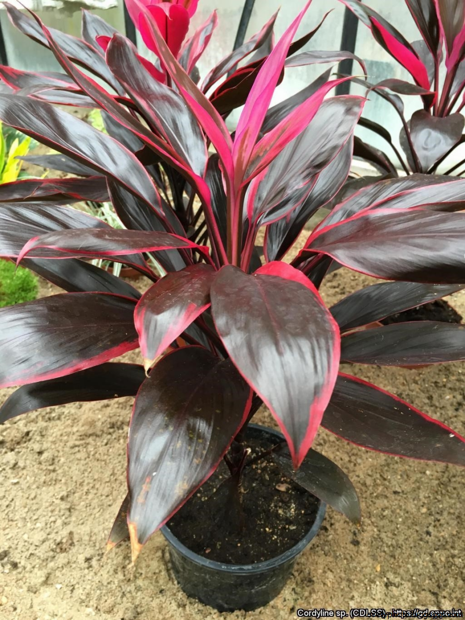 Кордилина фрутикоза румба