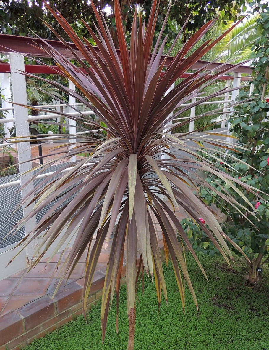 Кордилина Южная Драцена