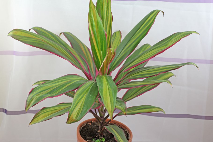 Кордилина Аустралис красная