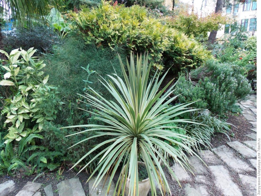 Кордилина Аустралис красная