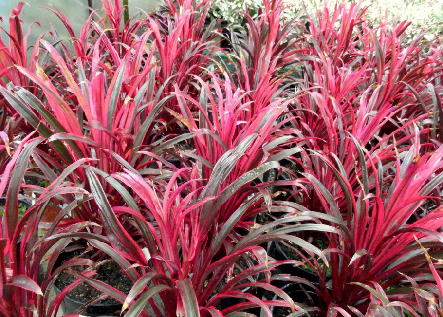 Кордилина ред эдж