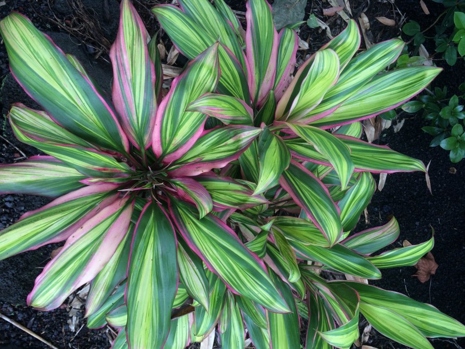 Кордилина фрутикоза