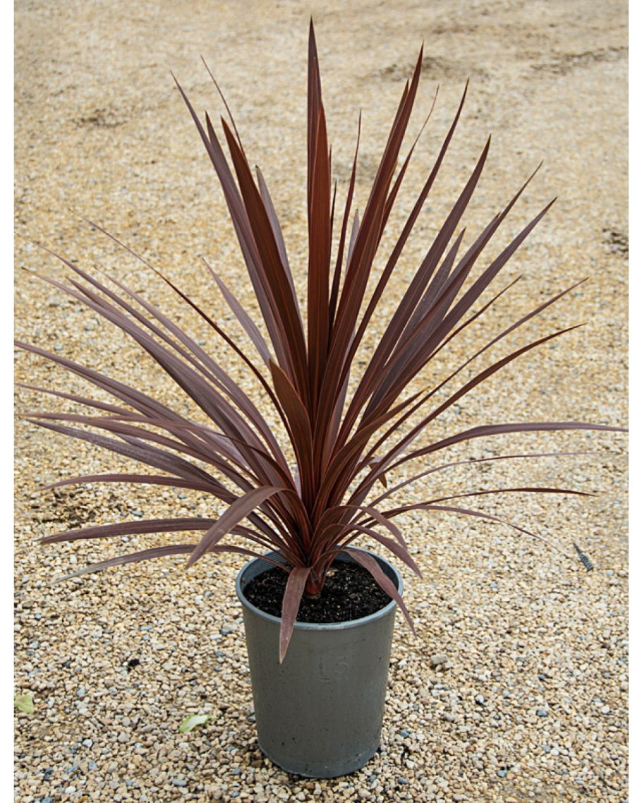 Кордилина семейство драценовых