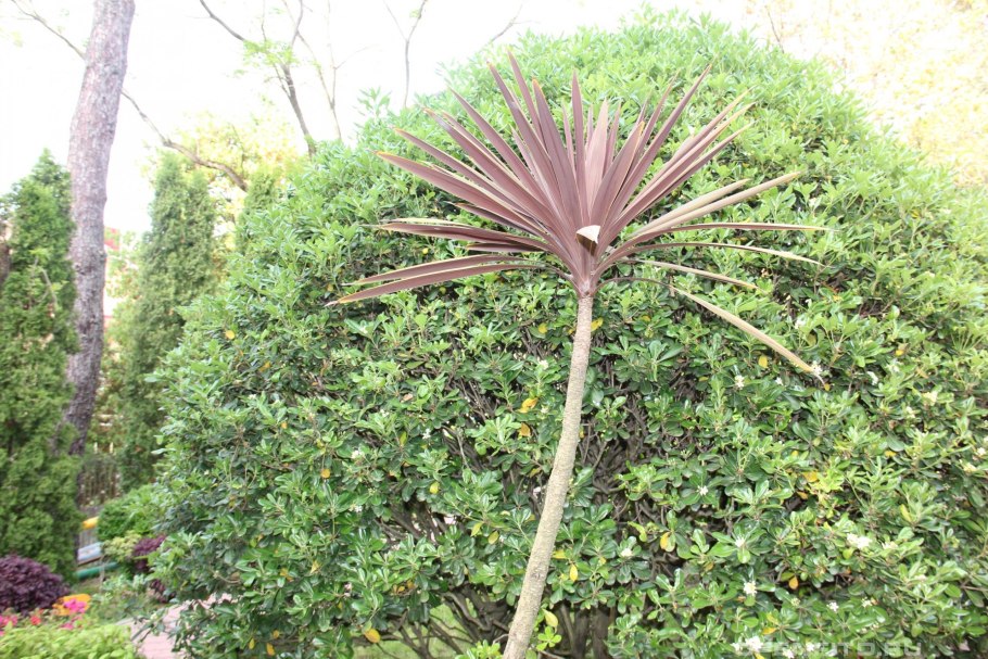 Кордилина южная драцена