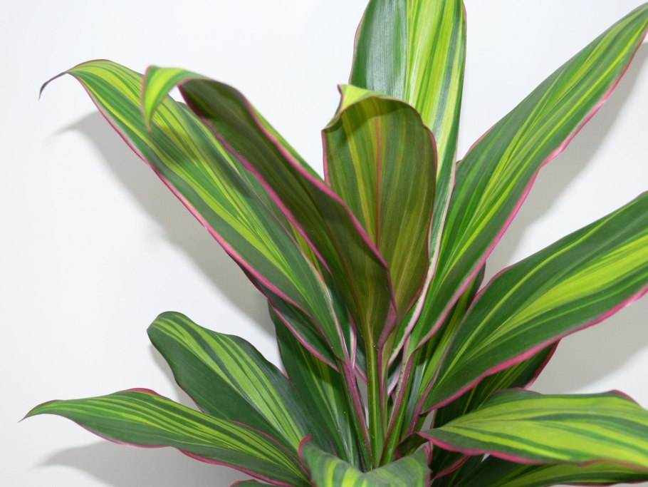 Драцена кордилина