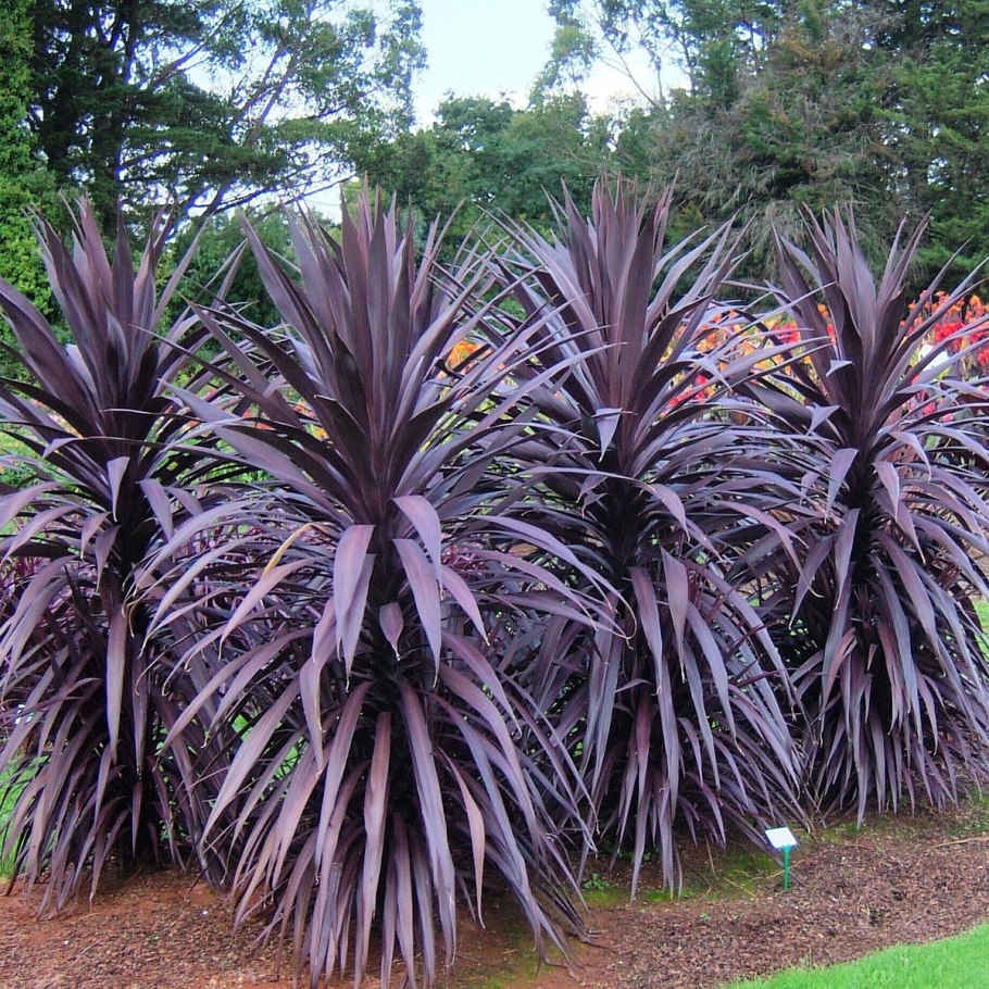 Cordyline Australis - Кордилина австралийская