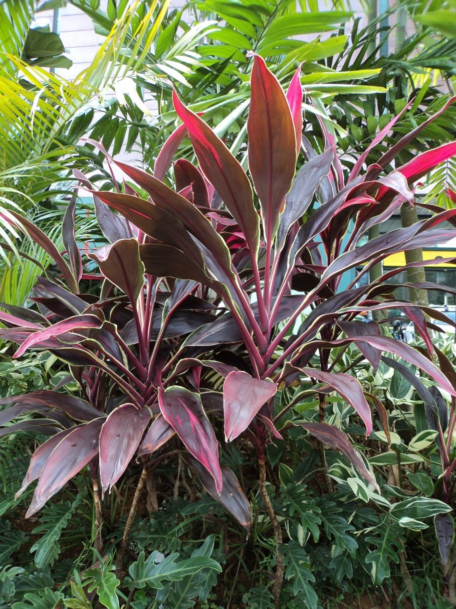 Кордилина фрутикоза