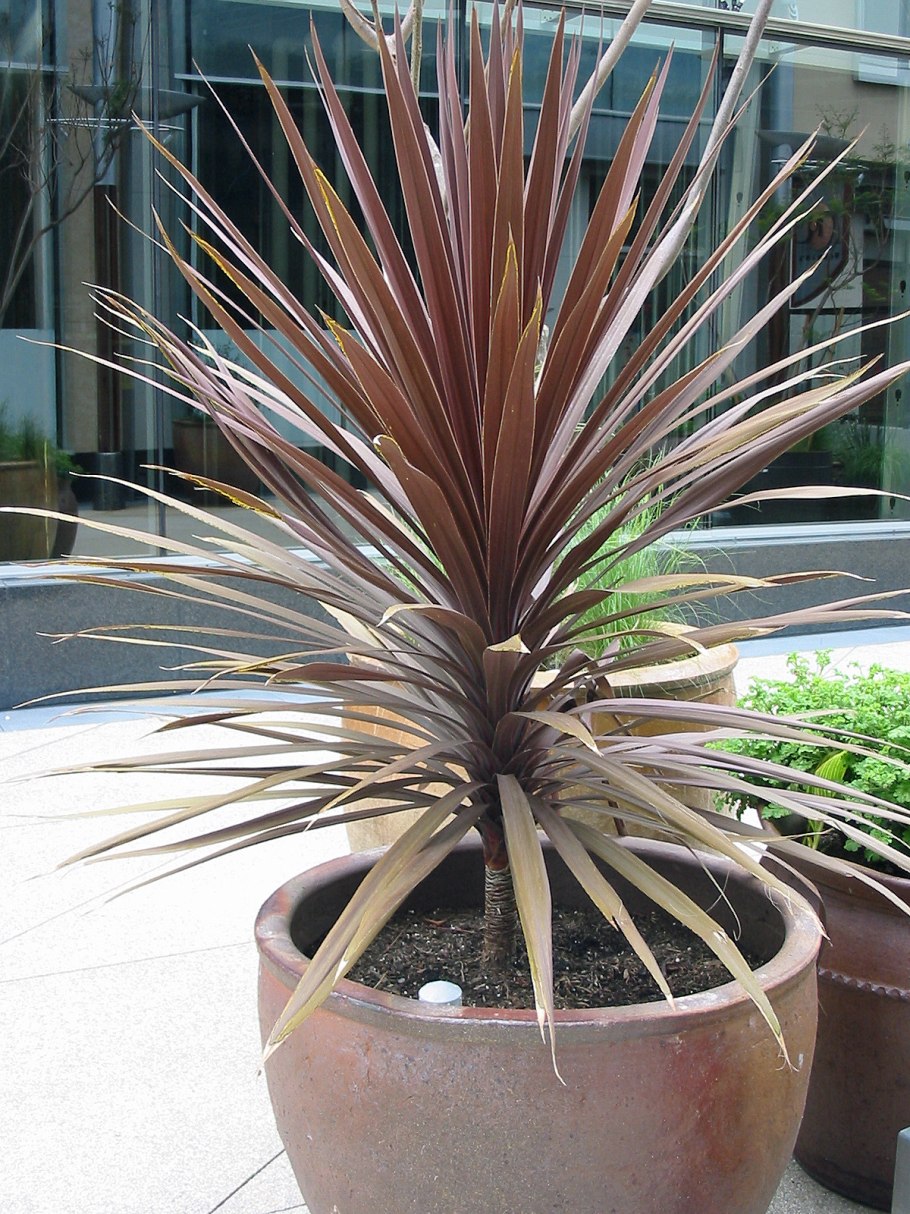 Кордилина цветок