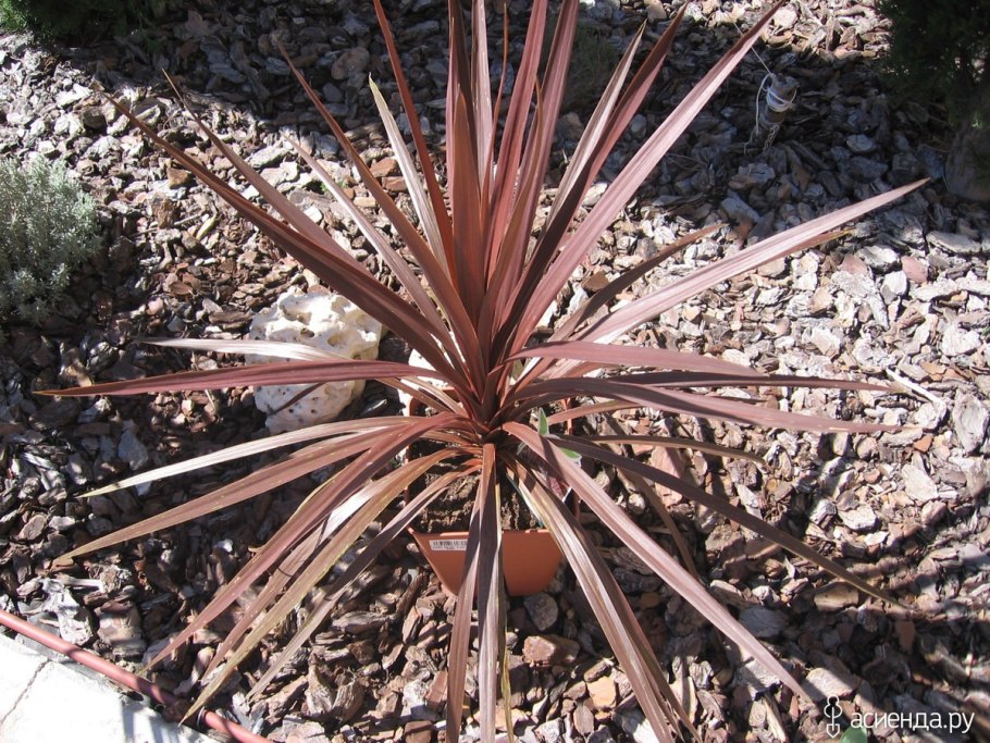 Кордилина Аустралис