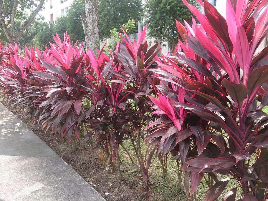 Кордилина красная cordyline rubra