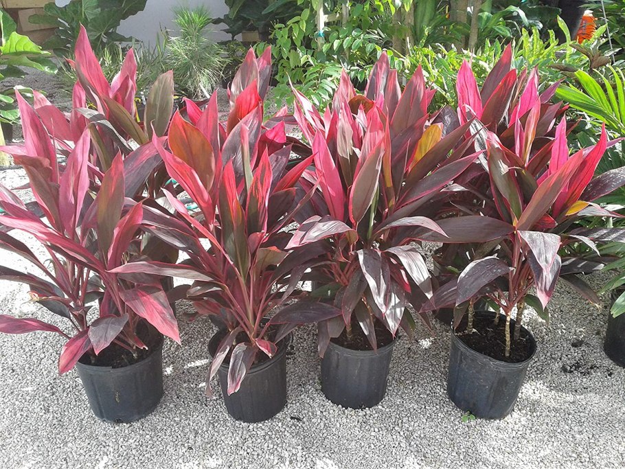 Кордилина красная cordyline rubra