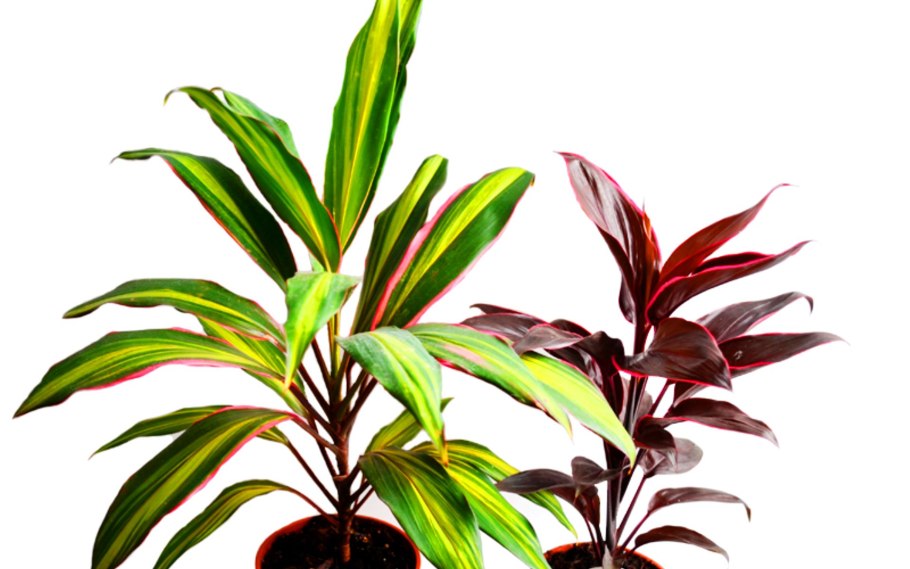 Кордилина фрутикоза конга