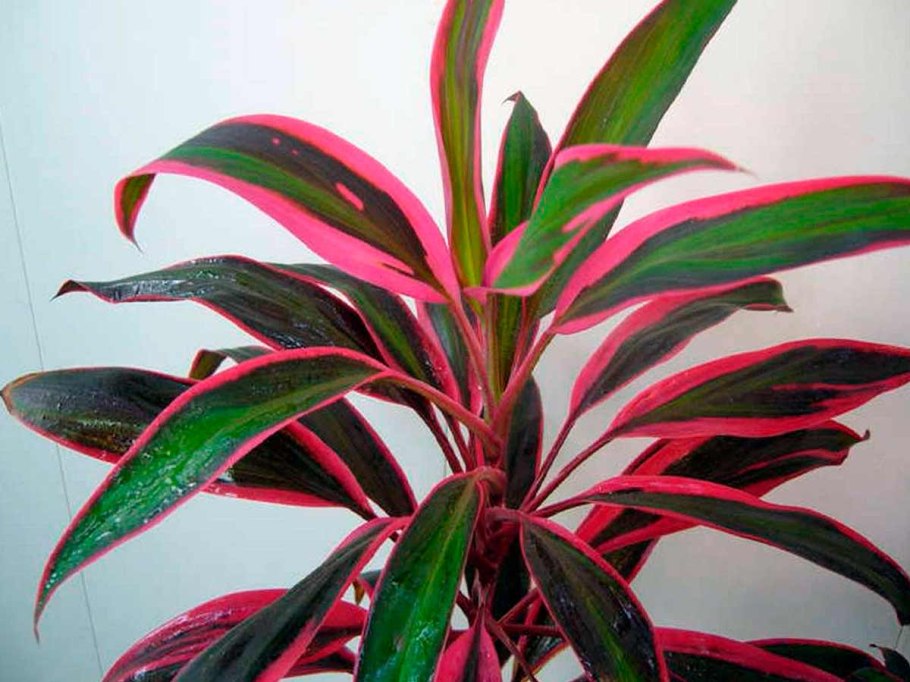 Кордилина верхушечная (cordyline terminalis)