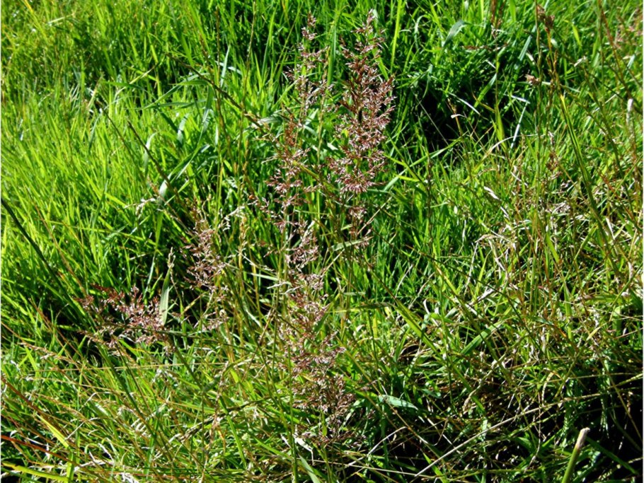 Полевица побегоносная газон