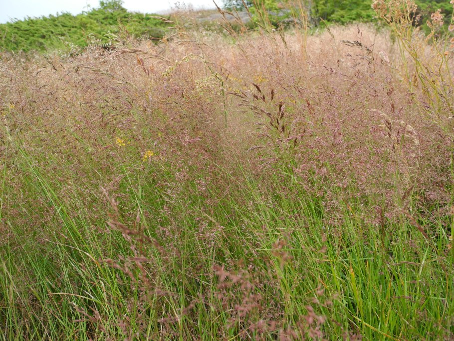 Eragrostis spectabilis