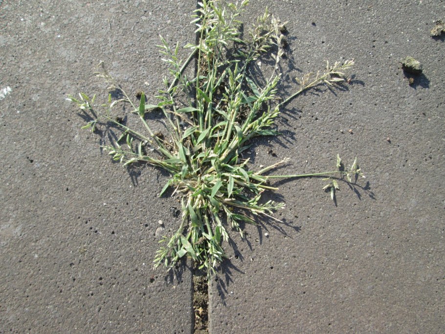 Полевица волосовидная