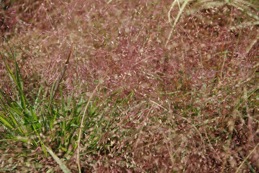 Eragrostis spectabilis