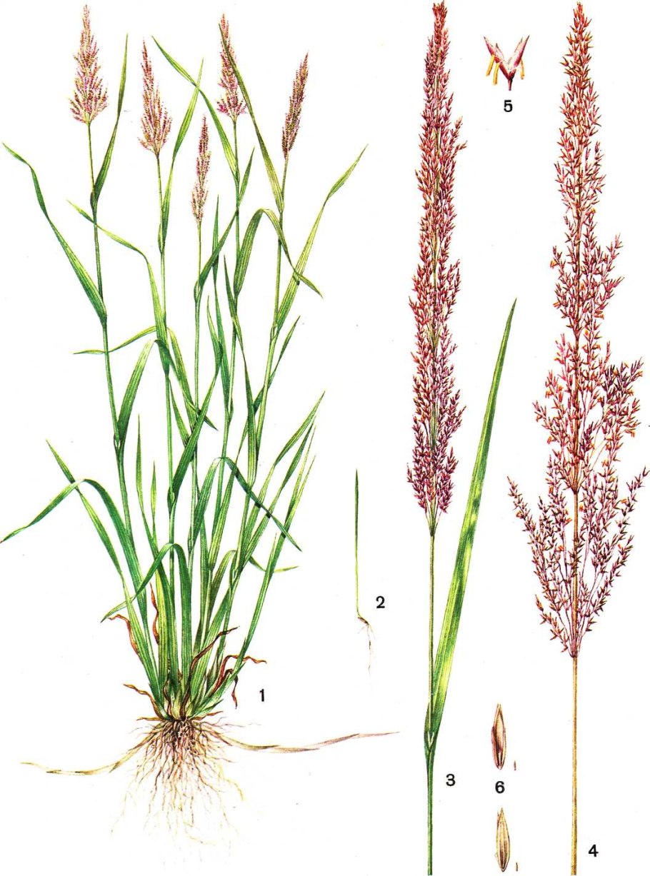 Полевица побегообразующая