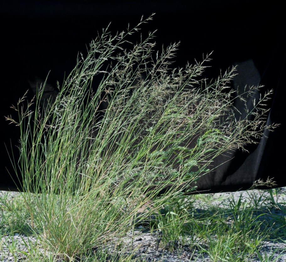 Полевичка Амурская