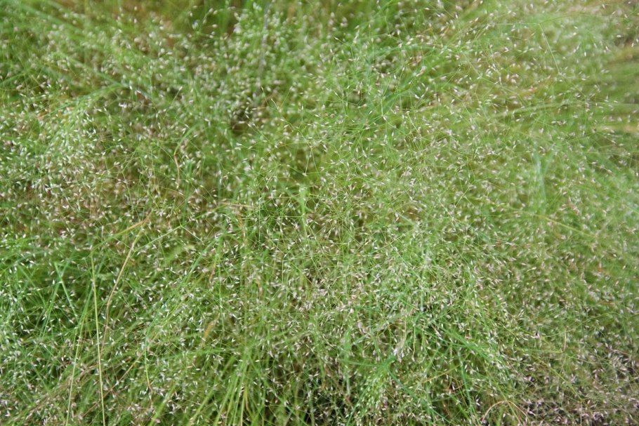Полевица (agrostis)