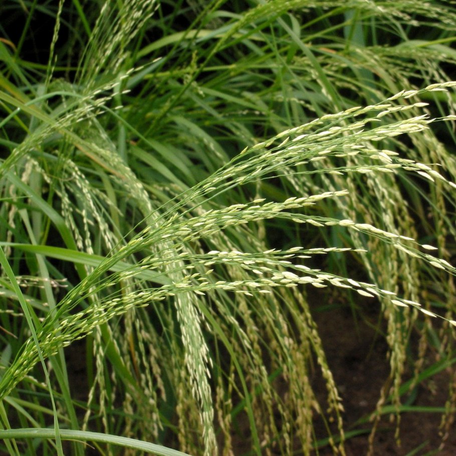 Полевичка Абиссинская