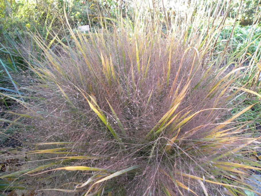 Фото рассады Эрагростис