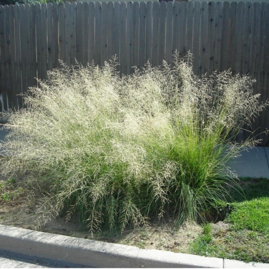 Eragrostis kossinskyi