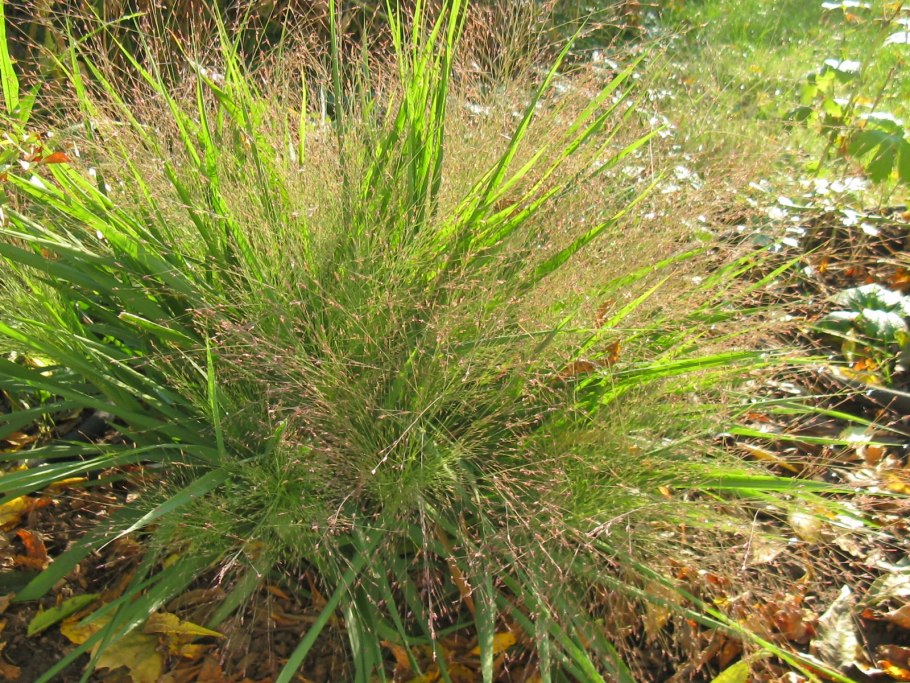 Полевица волосовидная