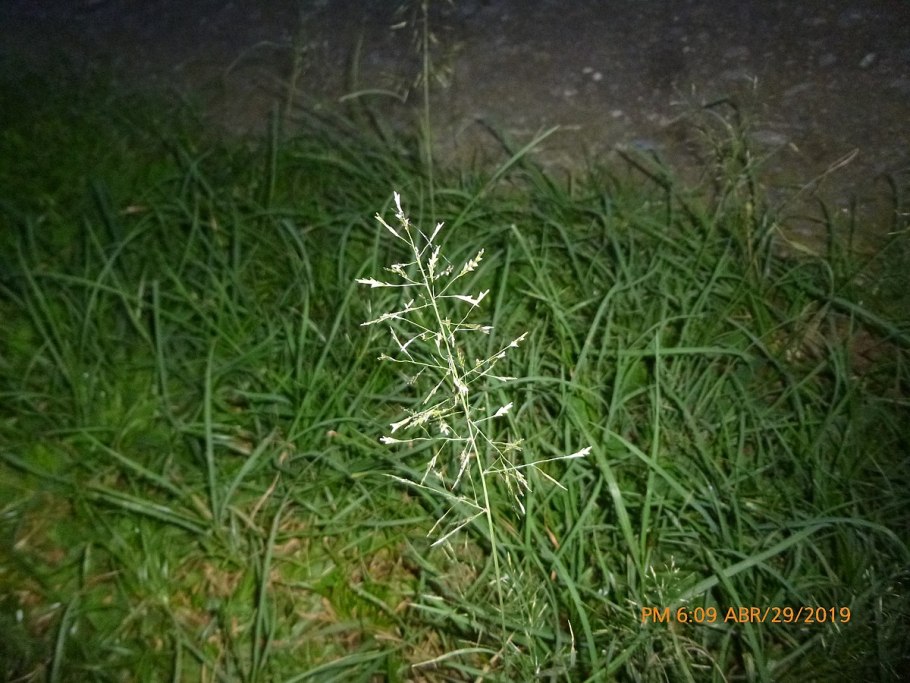 Мятлик луговой poa pratensis