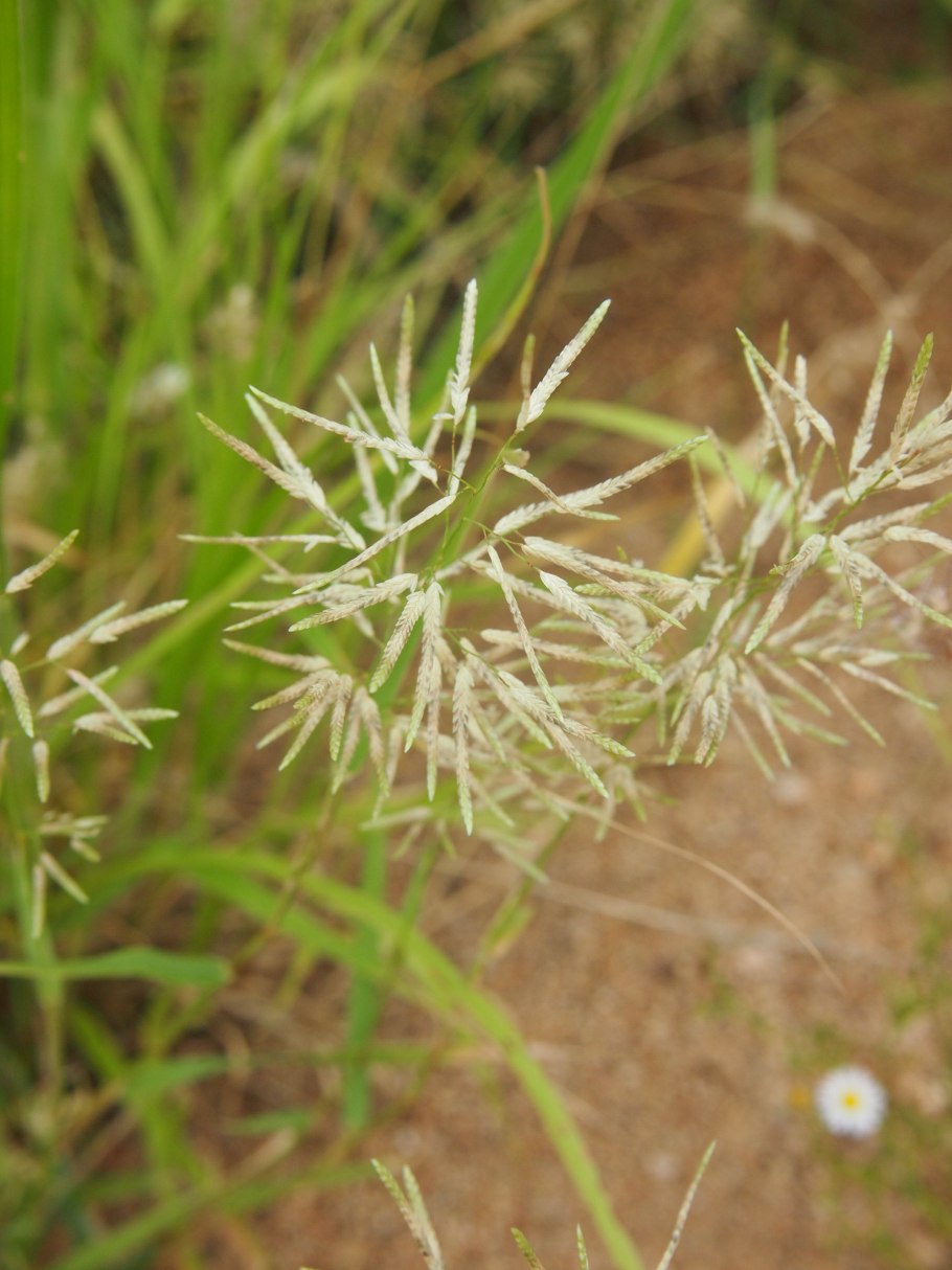 Eragrostis cilianensis