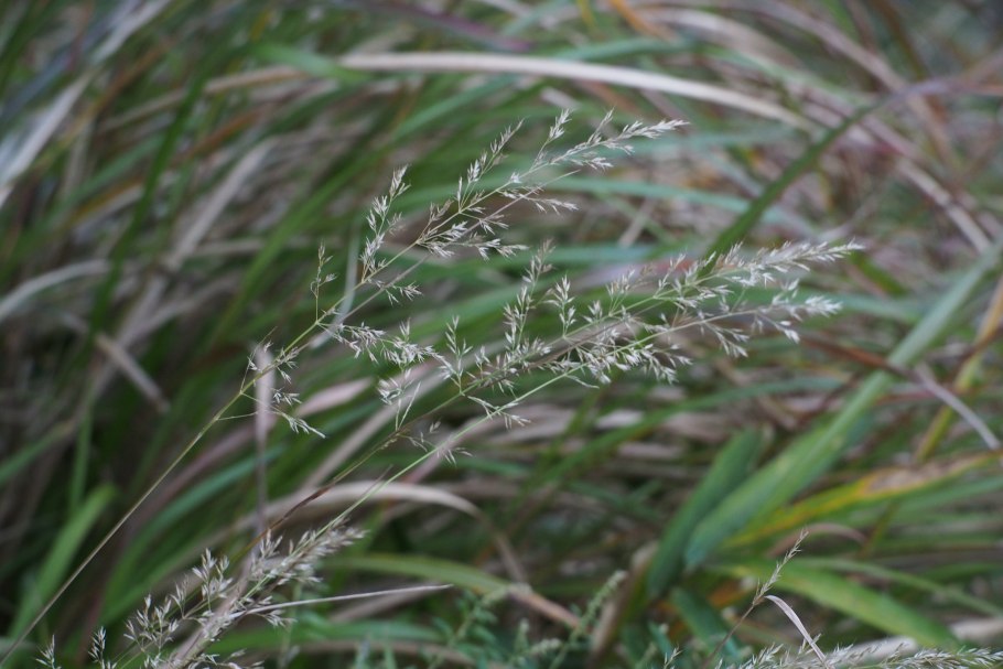 Eragrostis minor