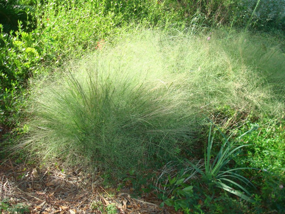 Eragrostis pilosa