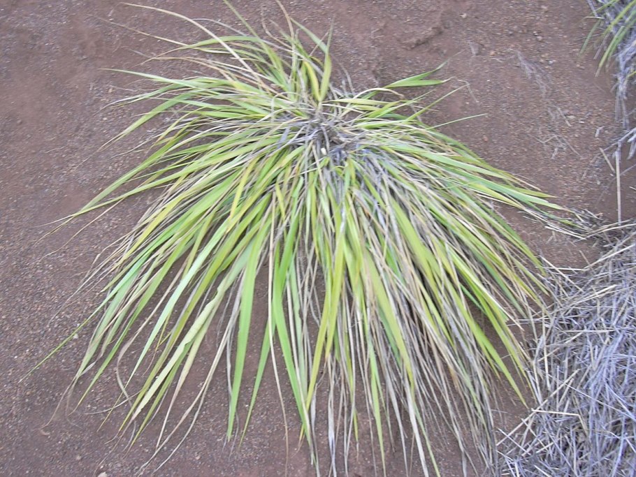 Eragrostis variabilis