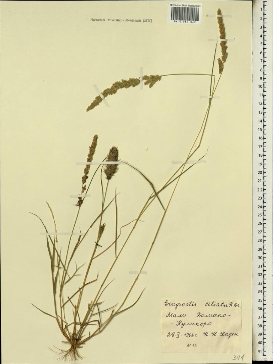 Просо Полевичка