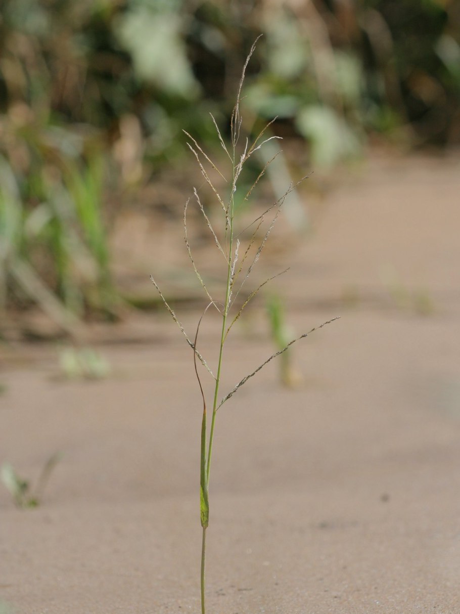 Полевица овсяная