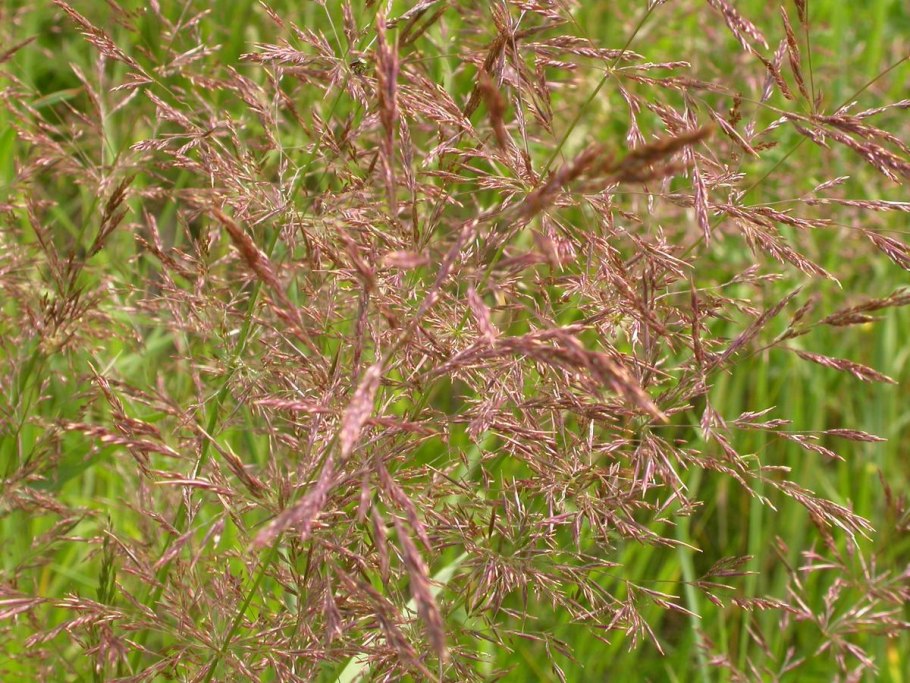 Полевичка волосовидная