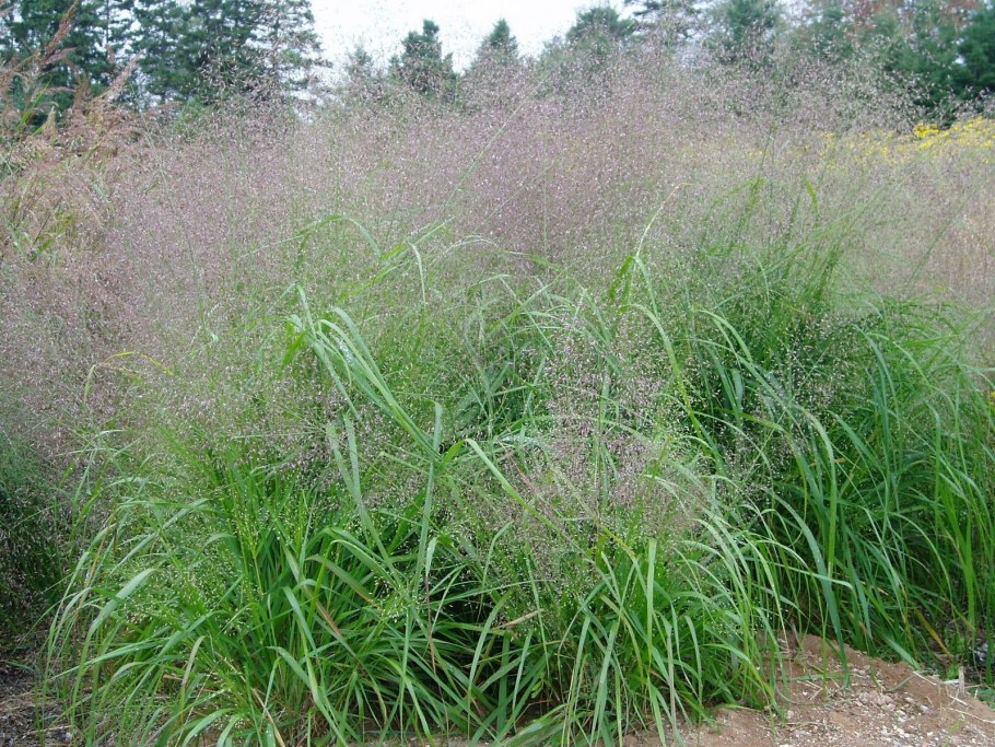 Полевичка волосистая