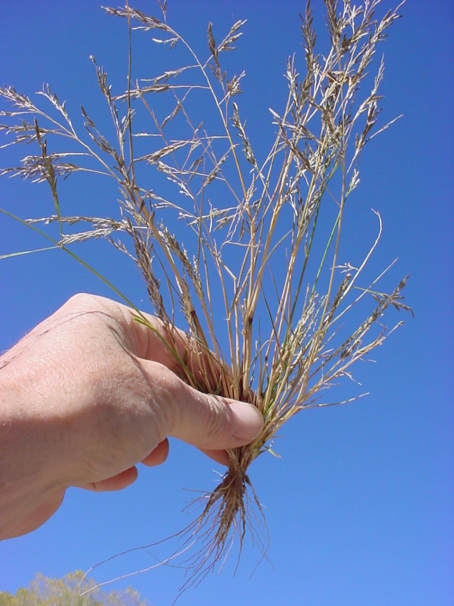 Eragrostis pectinacea