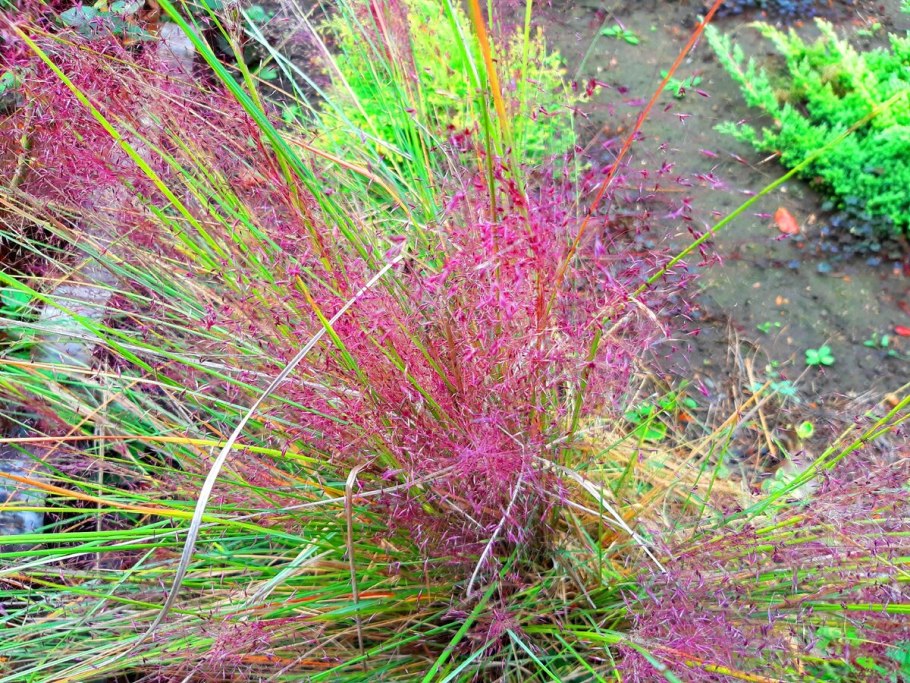 Просо прутьевидное rotstrahlbusch