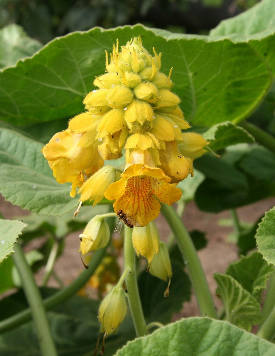 Показать цветок мартинии