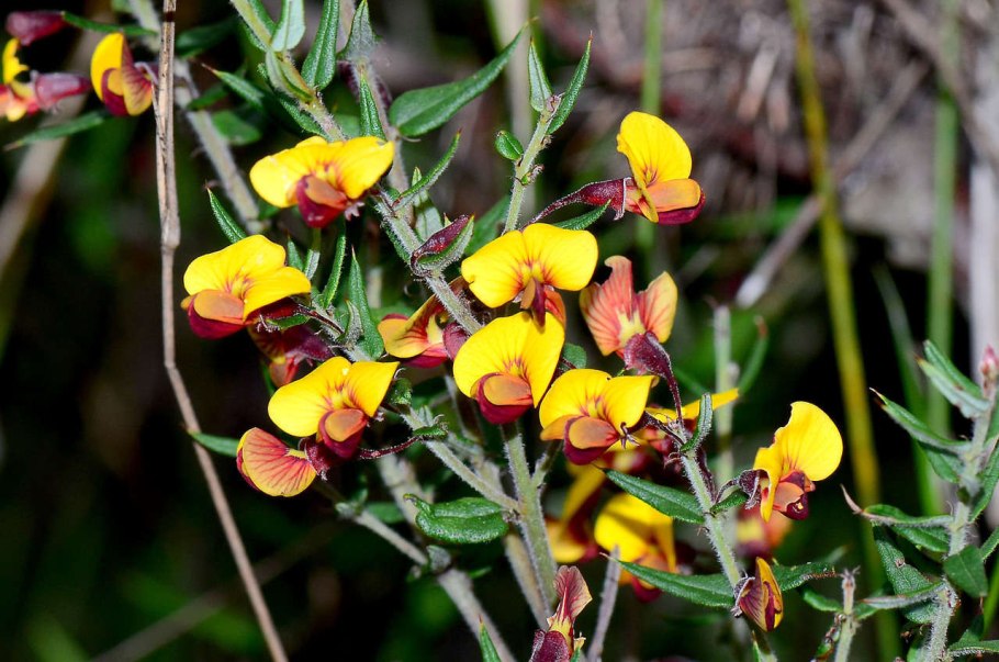 Пикульник красивый Galeopsis speciosa