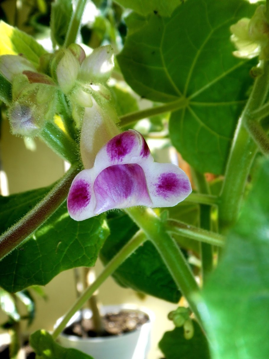 Троходендровые