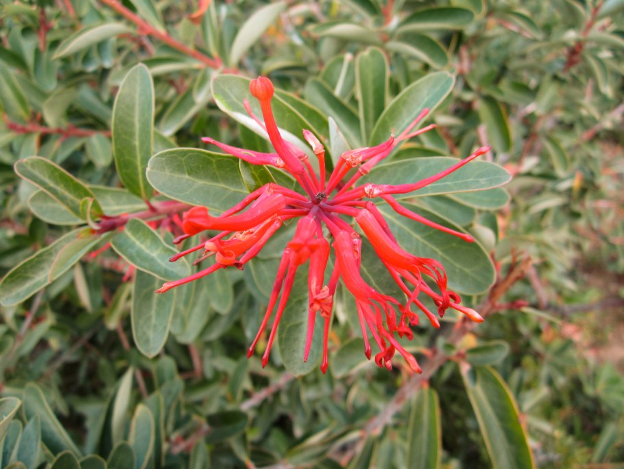 Манжишта rubia cordifolia
