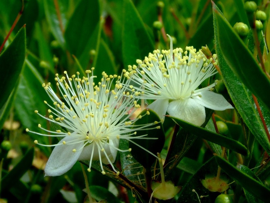 Троходендрон аралиевидный Trochodendron aralioides
