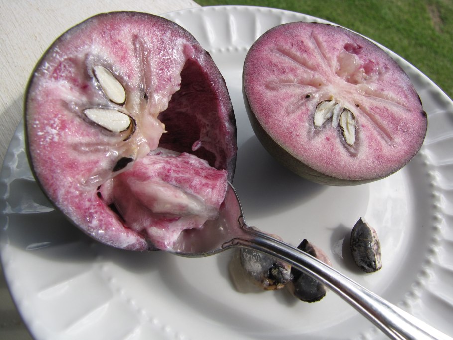 Chrysophyllum cainito