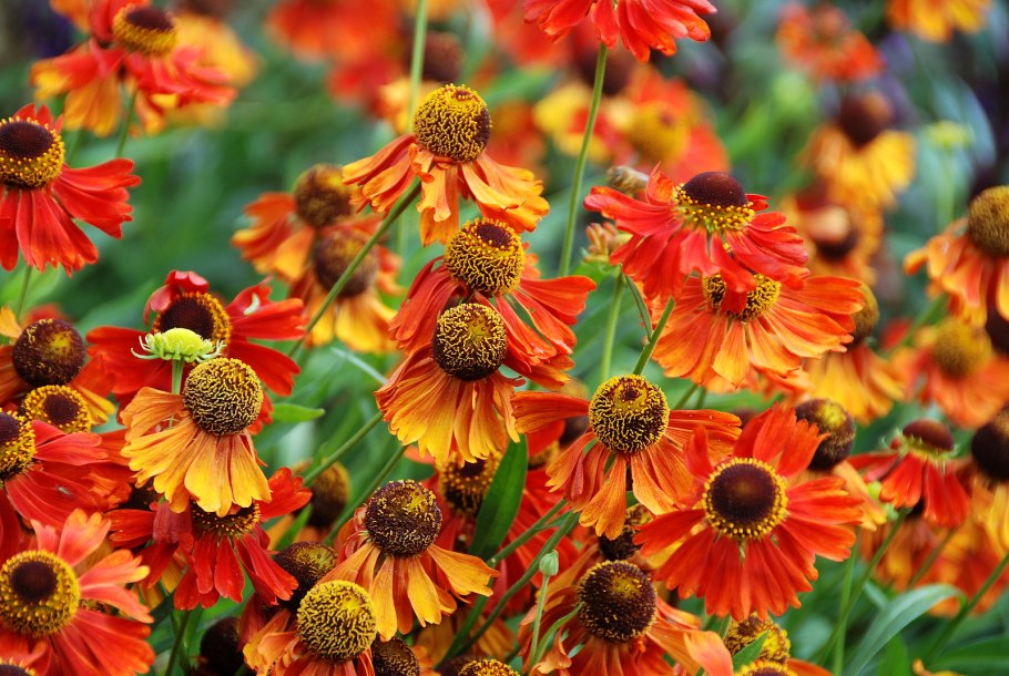 Гелениум гибридный (Helenium)