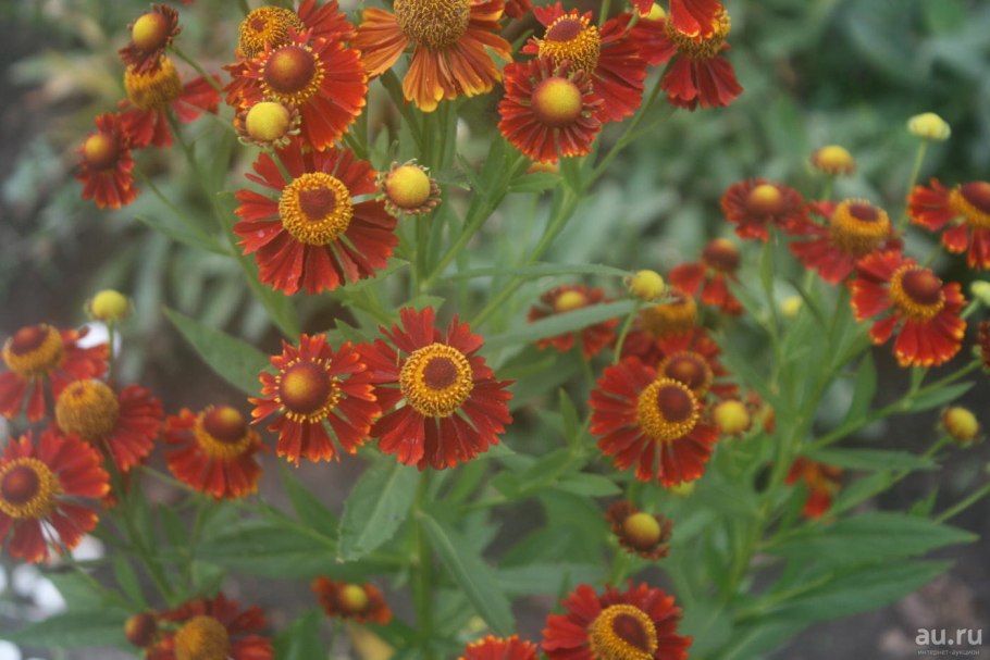 Гелениум Helenium Chelsey