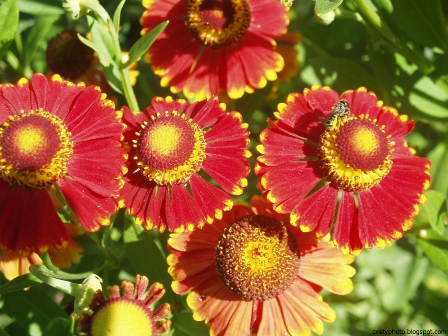 Гелениум Бетти (Helenium UFO Betty)