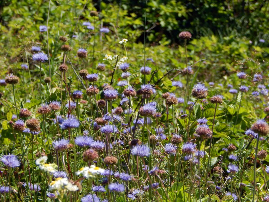 Букашник многолетний (Jasione laevis)